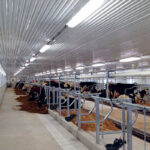 Dairy Barn Ceiling, Agrilite™ Greca